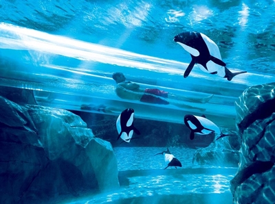 The world's most incredible water slides