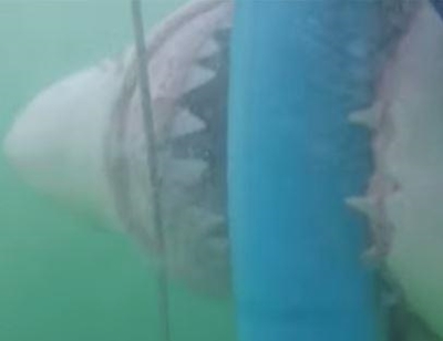 Great White attacking shark cage