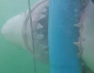 Great White attacking shark cage