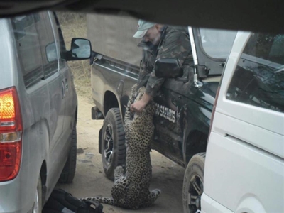 Leopard mauls tour operator in Kruger