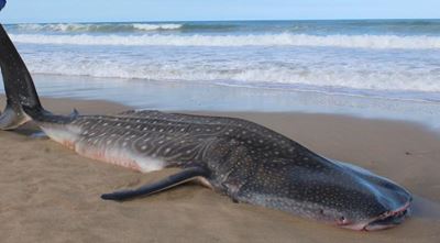 Whale shark killed, fin cut off