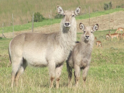Suid-Kaap wildveiling in Augustus