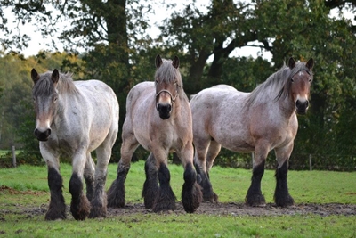 Importing horses