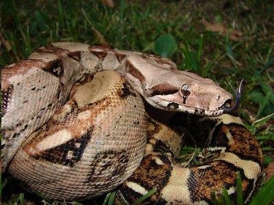 China woman bolts out of bed after snake wants to cuddle