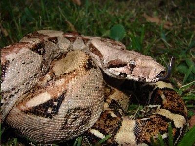 China woman bolts out of bed after snake wants to cuddle