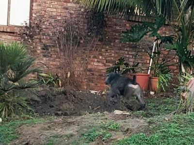 Baboons cause havoc