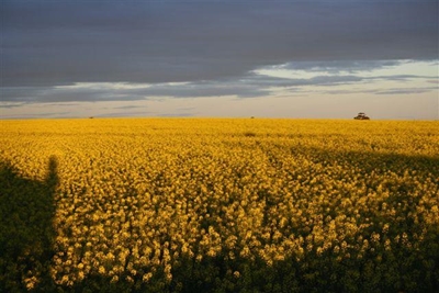 Kanola blom in Hessequa