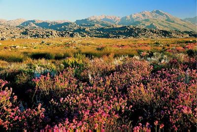 Cape floral region now a heritage site
