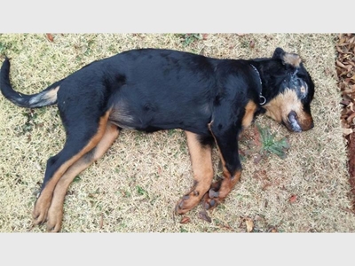 Criminals poison dog to get to bikes