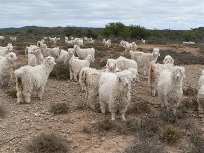 Take a fresh look at farming with angora goats