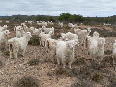 Take a fresh look at farming with angora goats