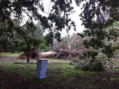 Gure weer eis reuse boom