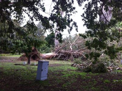 Gure weer eis reuse boom