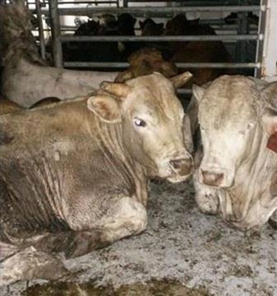 NSPCA condemns live export suffering