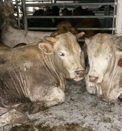 NSPCA condemns live export suffering