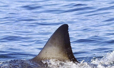 Shark attack prevention project to get fresh funding