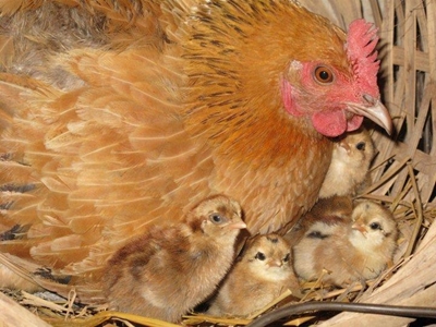 Keeping your poultry healthy