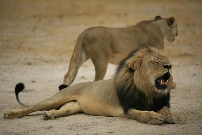 US dentist named as killer of Cecil the lion