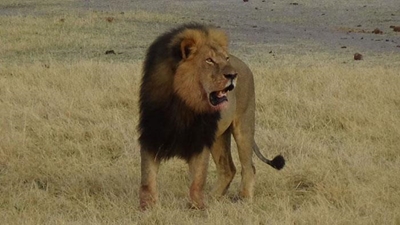 Internet seeks revenge for Cecil the lion