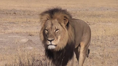 Killer of Cecil the lion should be extradited, Zimbabwe says
