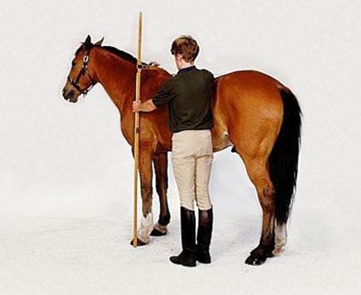 Just how high is your horse?