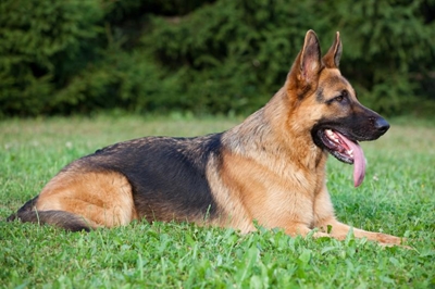 Honde-eenheid benodig dringend honde