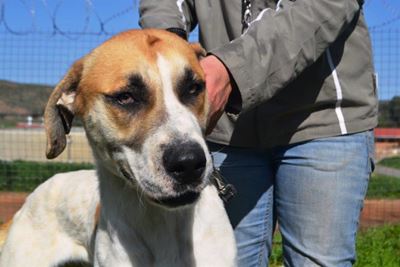Talle honde vir aanneming by skut