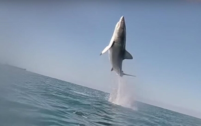 VIDEO: Mossel Bay Great White Sharks