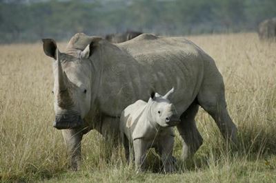 Kruger rangers nab 8 poachers