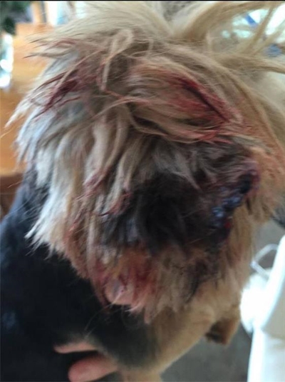 Piece of dog’s ear snipped off at parlour