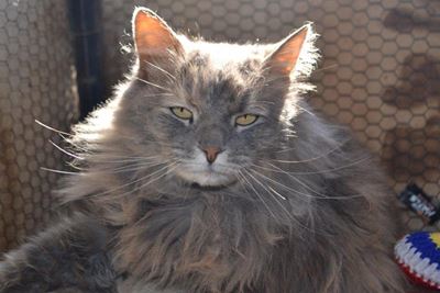 Katte vir aanneming by skut