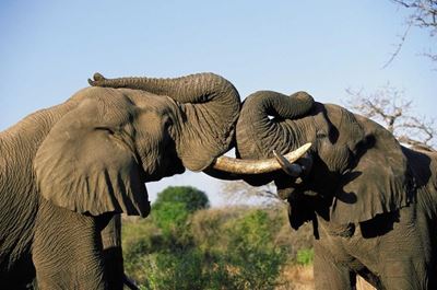 Teaching Kenya's orphaned elephants to 'go wild'