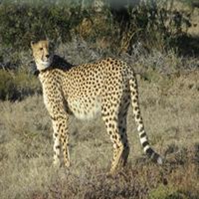 New cheetah in Mountain Zebra National Park