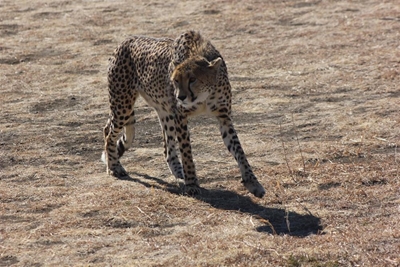 Cheetah mauls young boy and 70-year-old granny