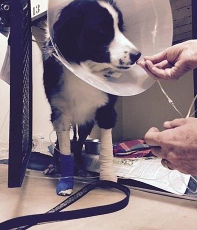 Dog ‘dunked’ in boiling water