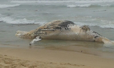 Walvis spoel uit by Tergniet