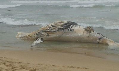 Walvis spoel uit by Tergniet