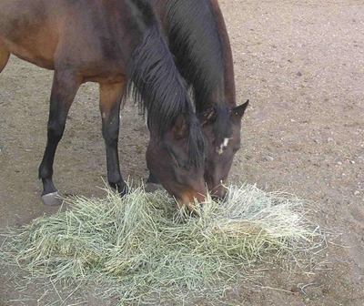 Oat hay and horses