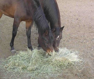 Oat hay and horses