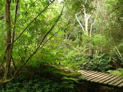 Arbor sale at Pledge Nature Reserve