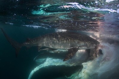 Divers swim with sharks feasting on dead whale