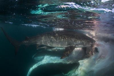 Divers swim with sharks feasting on dead whale