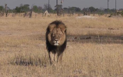 Guide mauled in Zim's Hwange National Park