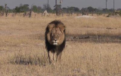 Guide mauled in Zim's Hwange National Park