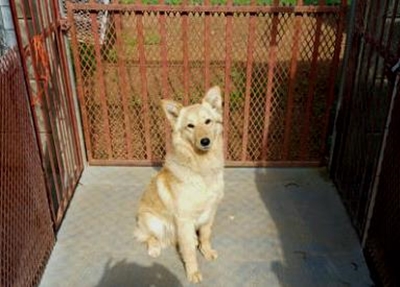 Hond soek dringend huis