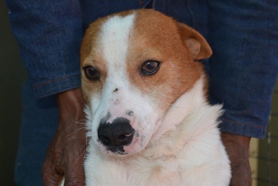 Diere by skut vir aanneming
