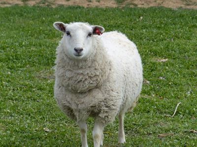 Bestuur van ooie tydens laat dragtigheid en vroeë laktasie
