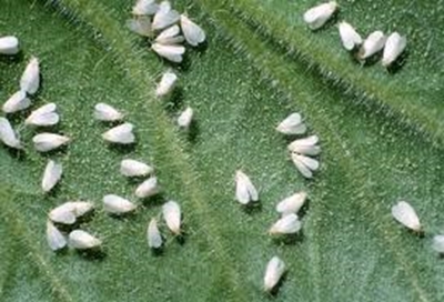 These pests will creep into your crop unseen