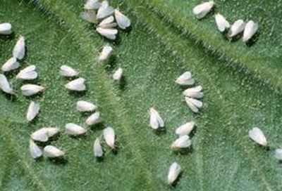 These pests will creep into your crop unseen