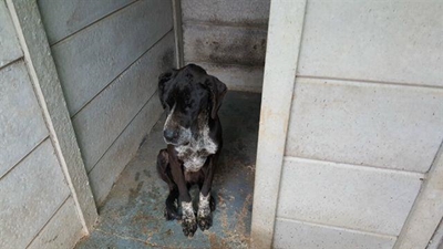 Hond soek dringend 'n goeie huis